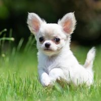 Allevamento Chihuahua a Napoli