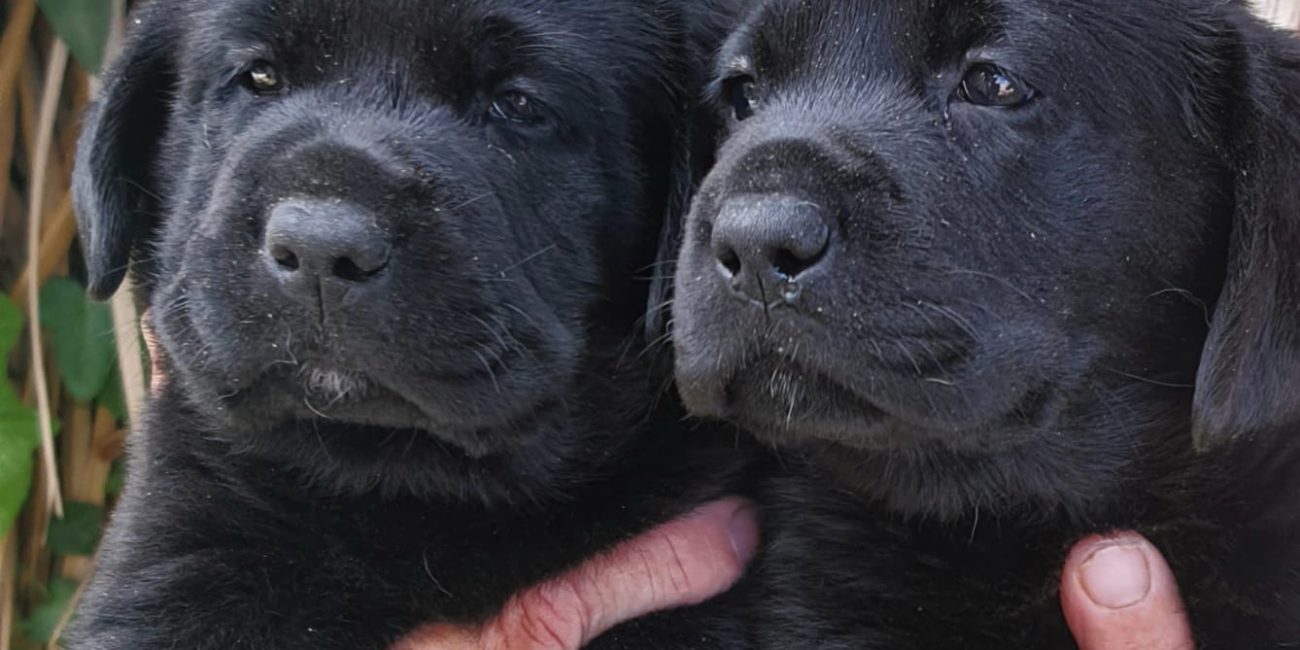 Allevamento Labrador a Napoli