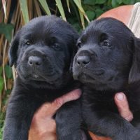 Allevamento Labrador a Napoli