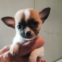 Allevamento Chihuahua a Napoli
