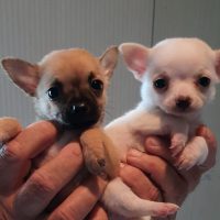 Allevamento Chihuahua a Napoli