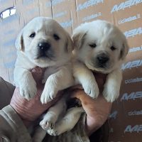 Allevamento Labrador a Napoli