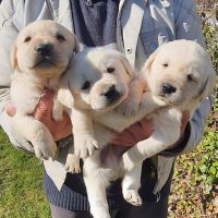 Allevamento Labrador a Napoli