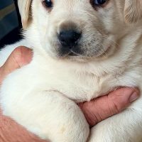 Allevamento Labrador a Napoli