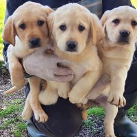 Allevamento Labrador a Napoli