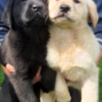 Allevamento Labrador a Napoli
