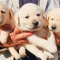 Allevamento Labrador a Napoli