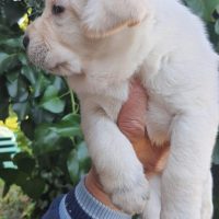 Allevamento Labrador a Napoli
