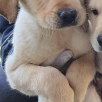 Allevamento Labrador a Napoli